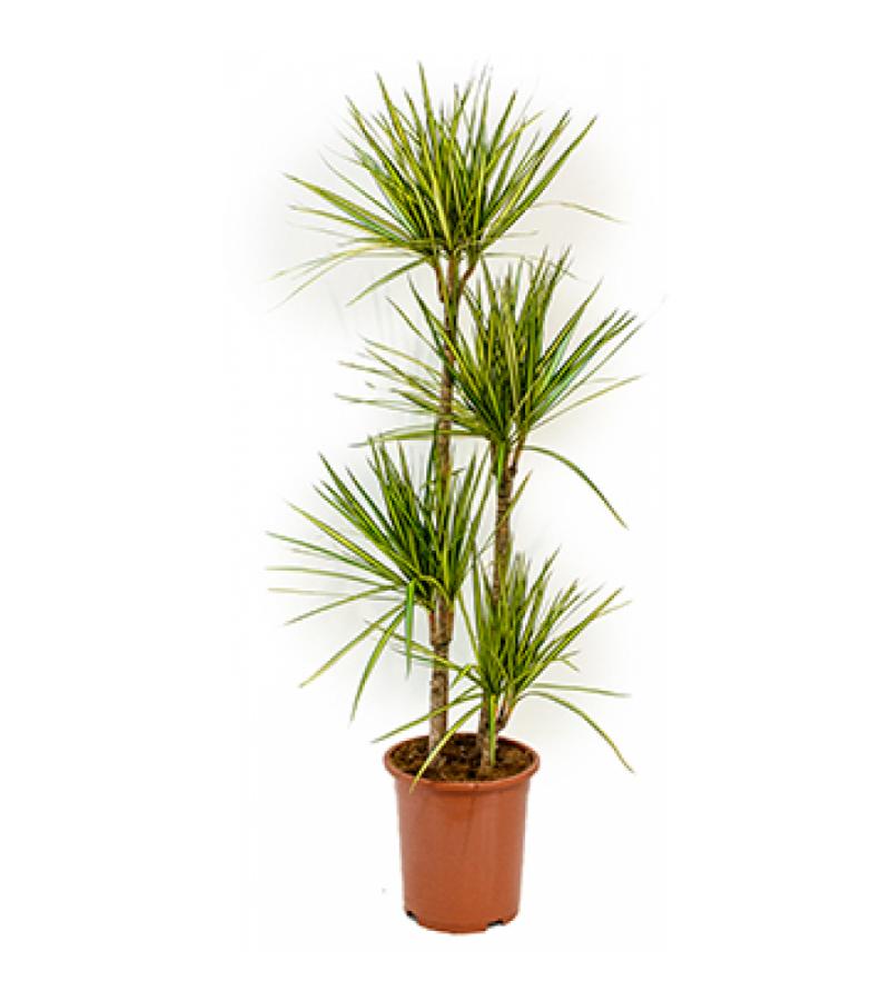 Dracaena marginata sunray L kamerplant